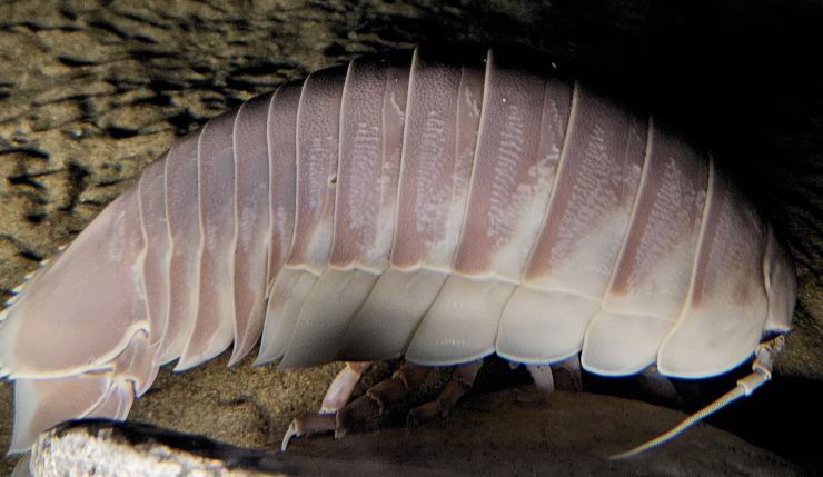 Il Bathynomus giganteus (Wikimedia commons foto)