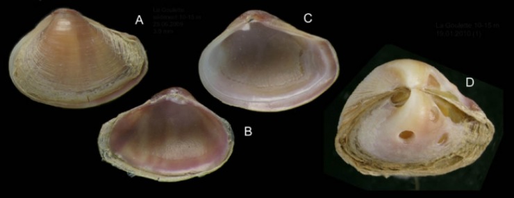 Immagine di Corbula gibba (WORMS)
