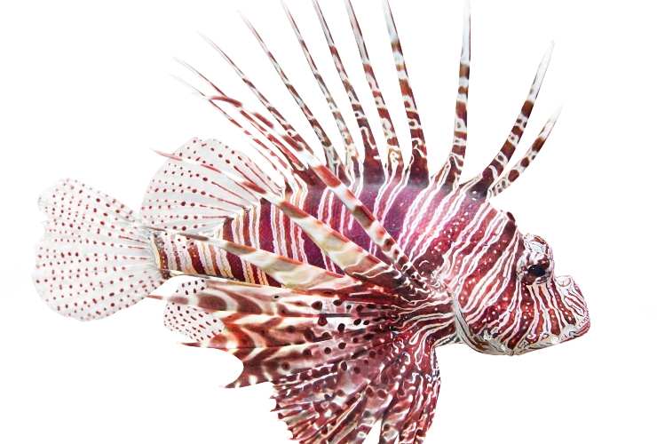 Illustrazione di un pesce scorpione (Depositphotos)