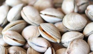 Illustrazione di alcune vongole (Pixabay foto) - www.marinecue.it