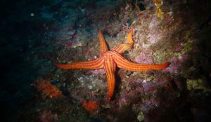 Illustrazione di una stella marina (Pixabay Foto) - www.marinecue.it