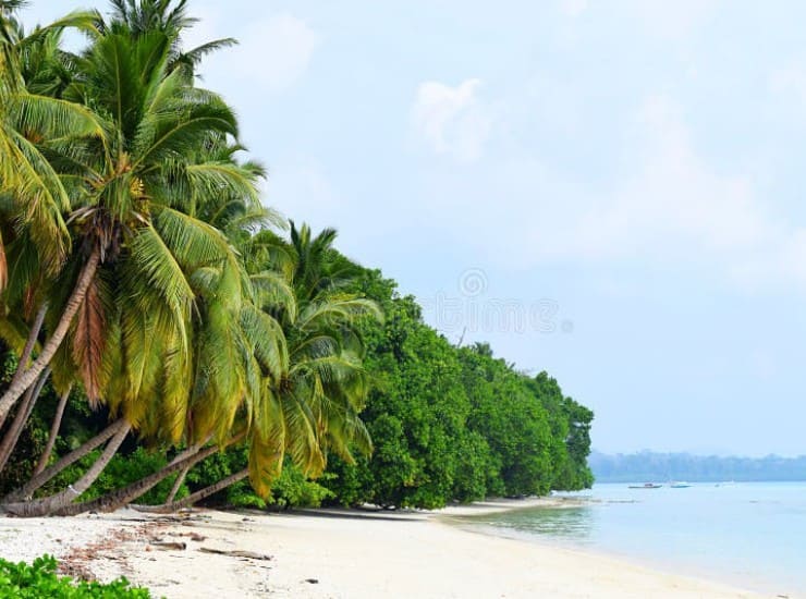 Mare e vegetazione tropicale