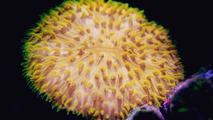 Cycloseris cyclolites (QUT)