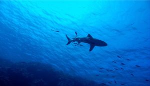 Illustrazione di alcuni squali (Canva FOTO) - www.marinecue.it