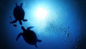 Illustrazione di alcune tartarughe in mare (Depositphotos foto) - www.marinecue.it