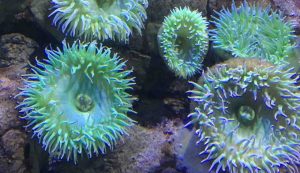 Gli anemoni di mare
