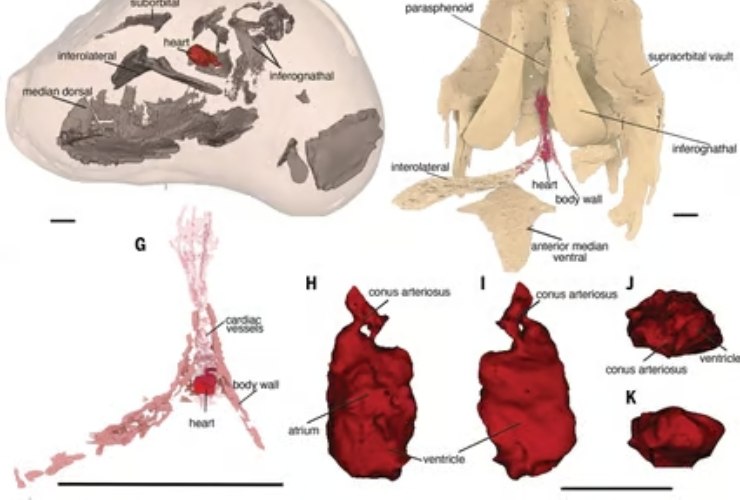 Illustrazione del cuore in 3D (Kate Trinajstic et al. 2022 FOTO) - www.marinecue.it