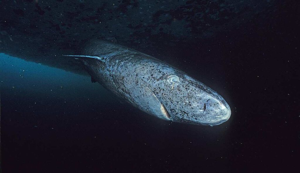 Illustrazione dello squalo della Groenlandia (Wikipedia Admiralty Inlet, Nunavut, FOTO) - www.marinecue.it