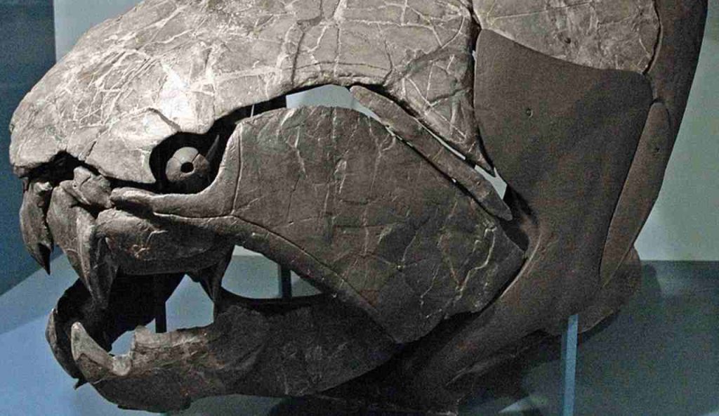 Illustrazione di un cranio di Dunkleosteus (Wikipedia James St. John FOTO) - www.marinecue.it