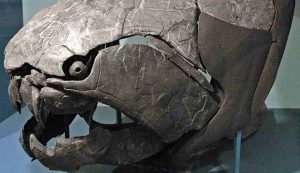 Illustrazione di un cranio di Dunkleosteus (Wikipedia James St. John FOTO) - www.marinecue.it