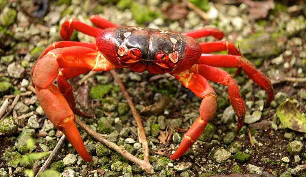 Illustrazione di un granchio rosso (Wikipedia DIAC images FOTO) - www.marinecue.it