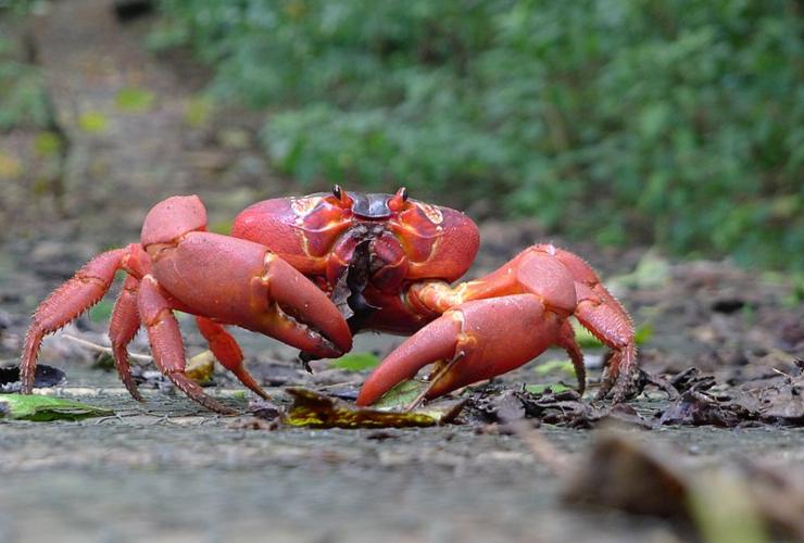 Illustrazione di un granchio rosso mentre si nutre (Wikipedia John Tann FOTO) - www.marinecue.it