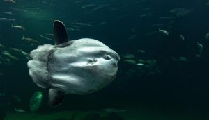 Illustrazione di un pesce luna (Pexels FOTO) - www.marinecue.it