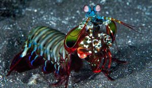 Illustrazione di una canocchia pavone (Wikipedia Cédric Peneau FOTO) - www.marinecue.it