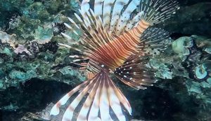 Pesce Leone