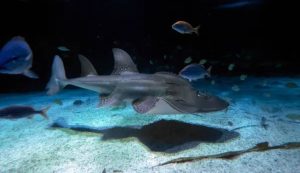 Specie marine sott'acqua