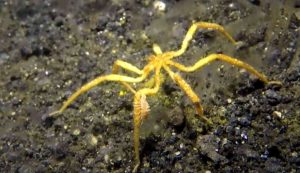 Una creatura particolare (National Geographic - youtube screenshot)