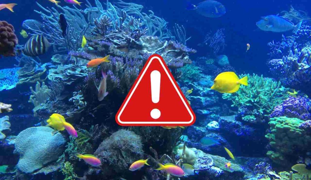 Allarme per questo pesce