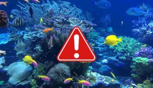 Allarme per questo pesce