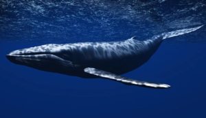 Balena nell'oceano