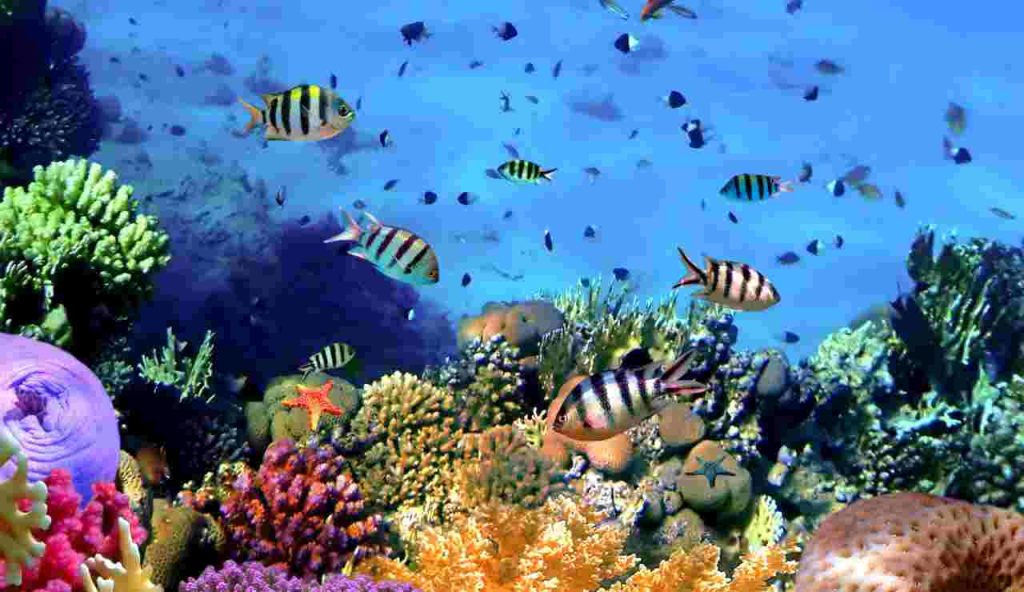 Barriera corallina