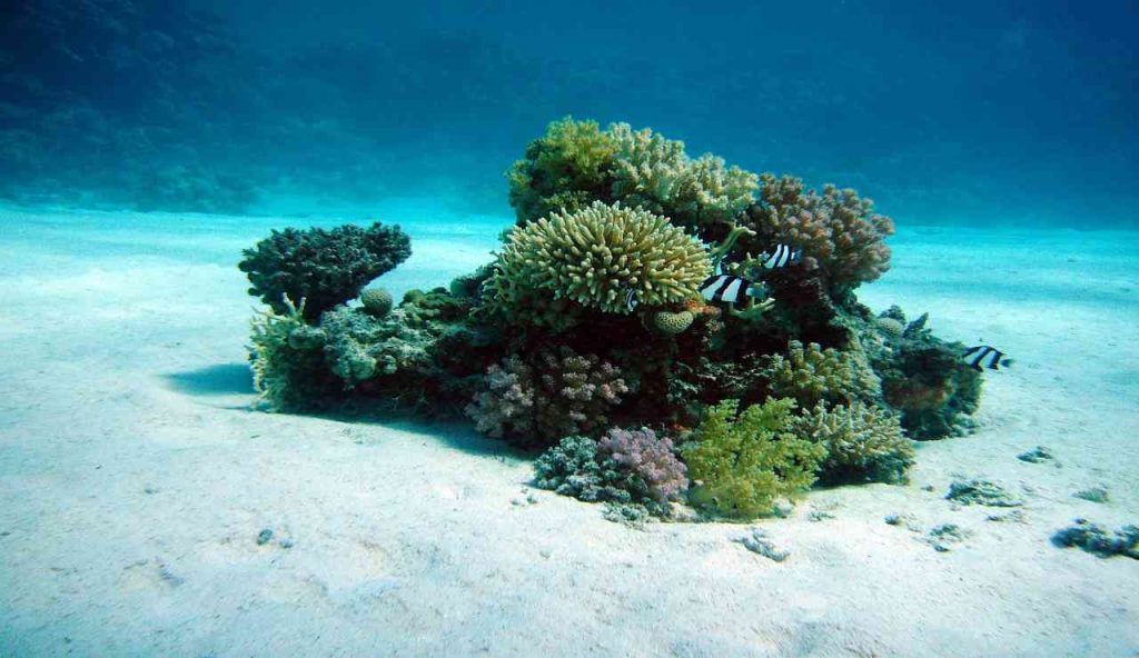 ALLARME nel Mediterraneo | I nostri mari sono pieni di questa specie quasi invisibile: la sua puntura è una catastrofe