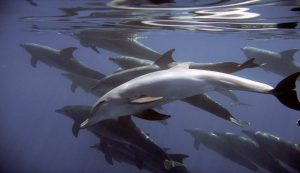 Illustrazione di alcuni delfini (pixabay.com) - www.marinecue.it