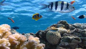 ecosistema marino popolato da pesci