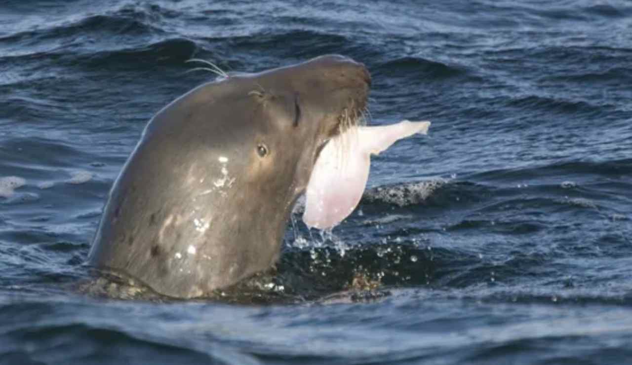 Foca cattura un pesce (Depositphotos foto)