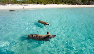 Un'isola dagli abitanti stranissimi, ma meravigliosi