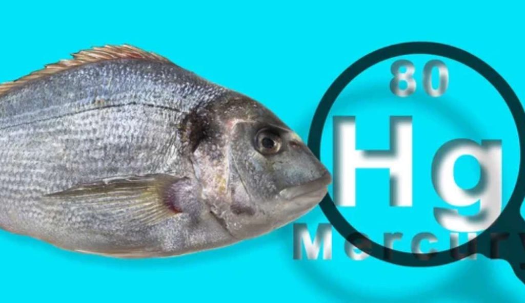 Mercurio nel pesce