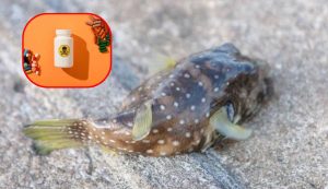 Pesce velenoso