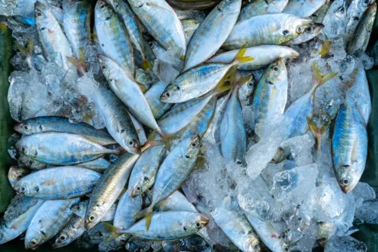 Pesce
