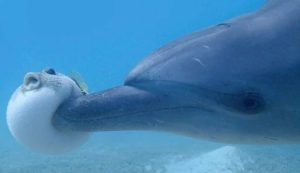 Delfino e pesce palla