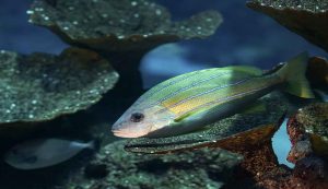pesce tra i coralli