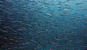 Illustrazione di un banco di pesci (Pixabay.com) - www.marinecue.it