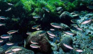 Pesci nell'oceano