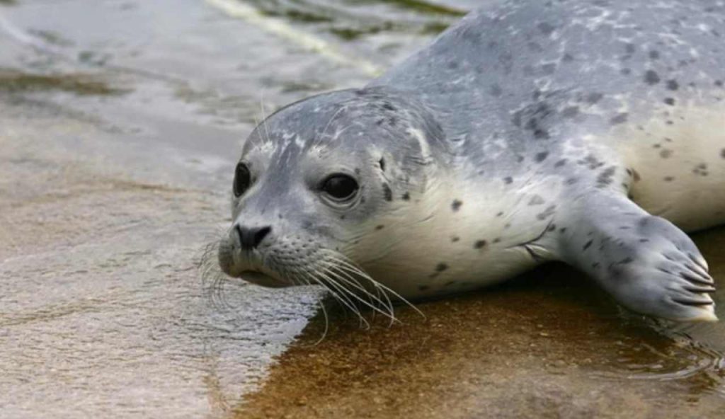 Illustrazione di una piccola foca (Depositphotos foto) - www.marinecue.it