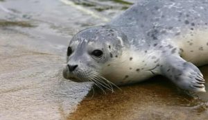 Illustrazione di una piccola foca (Depositphotos foto) - www.marinecue.it