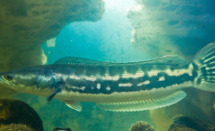 Pesce testa di serpente
