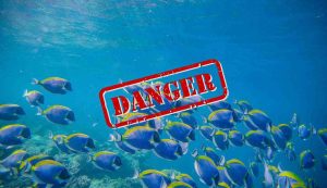 Specie marine a rischio