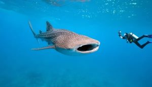 Avvistato pesce più lungo mondo allerta estinzione