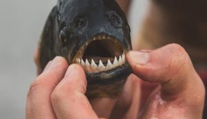 Piranha