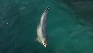 Illustrazione di una foca monaca (screenshot WWF Italia /YouTube) - marinecue.it