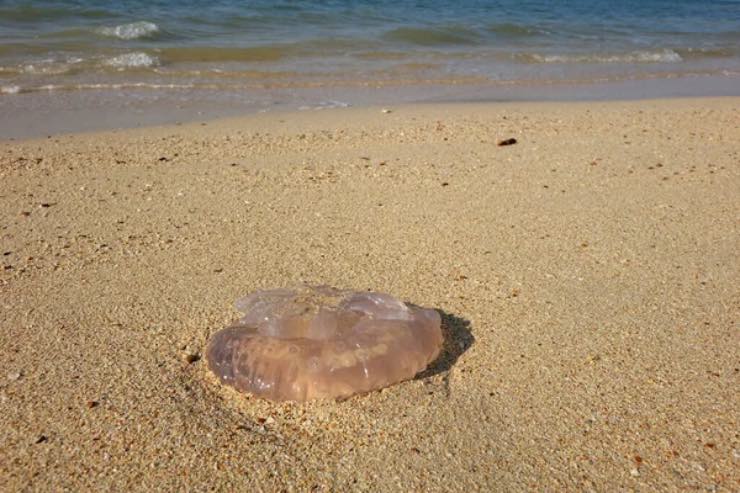 medusa in spiaggia
