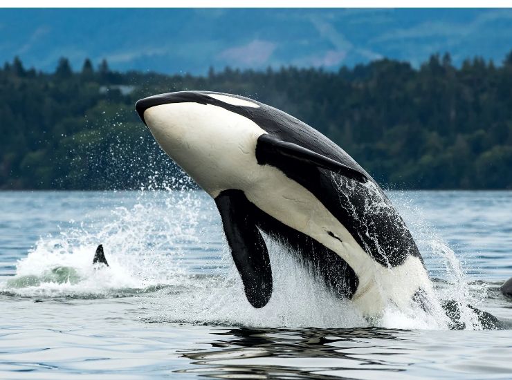 Orca