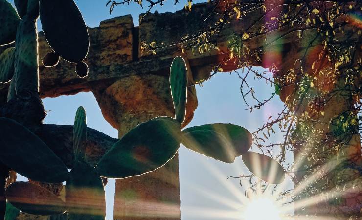 tempio e cactus al sole