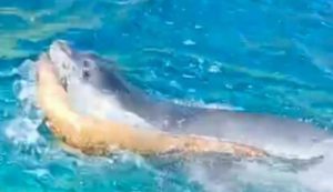 Foca monaca