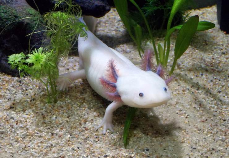 Axolotl