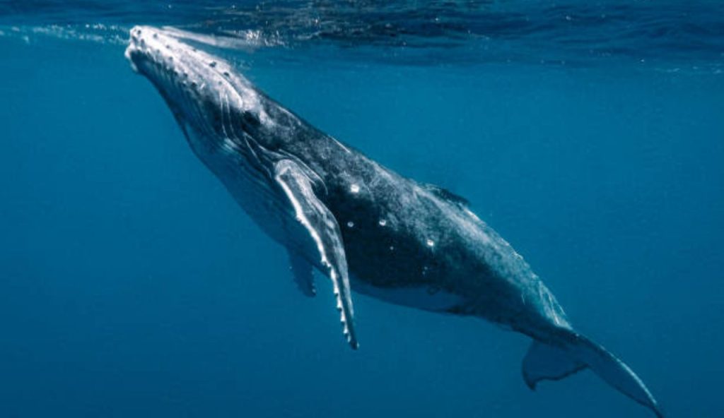 Balena
